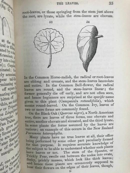 1865年 植物学原理 百余幅插图 漆布精装36开 商品图12
