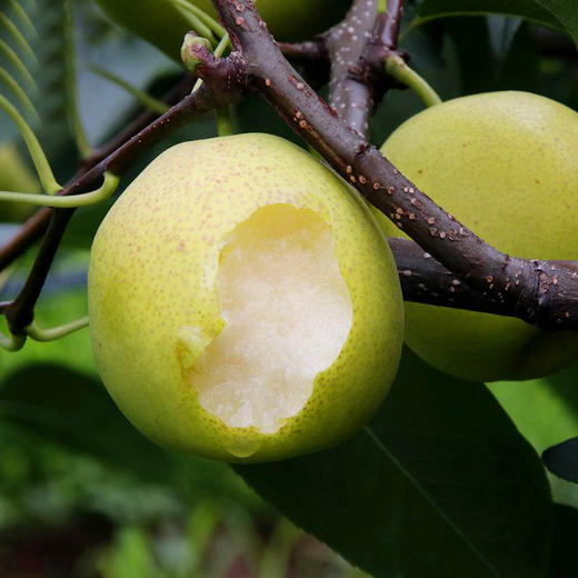 952蜜梨 约1000g/份（水润多汁，脆甜可口） 商品图2