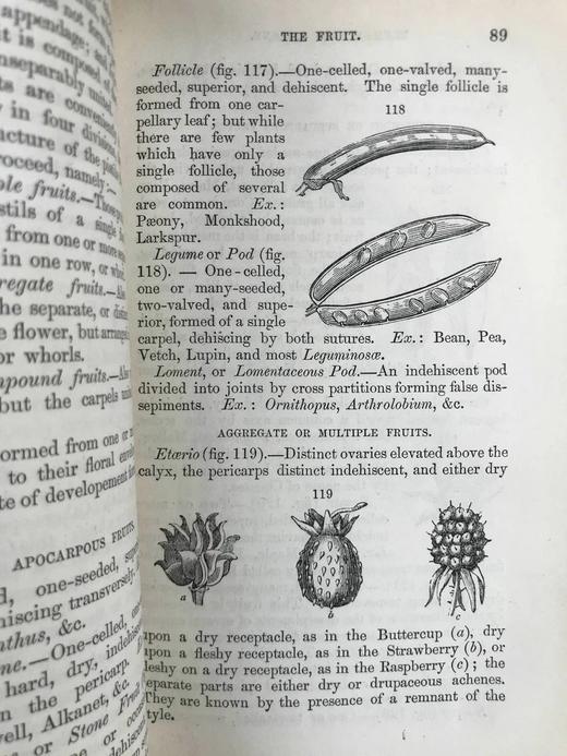 1865年 植物学原理 百余幅插图 漆布精装36开 商品图6