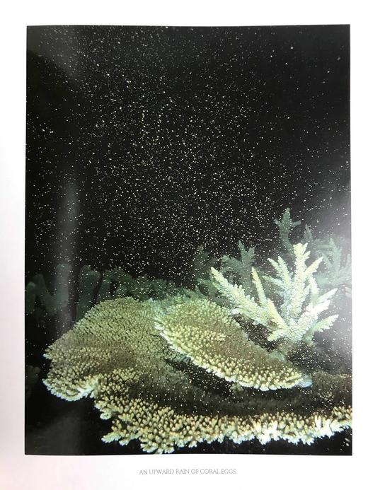 珊瑚礁：大自然最富饶的王国 300余幅彩色插图 精装大16开 商品图13