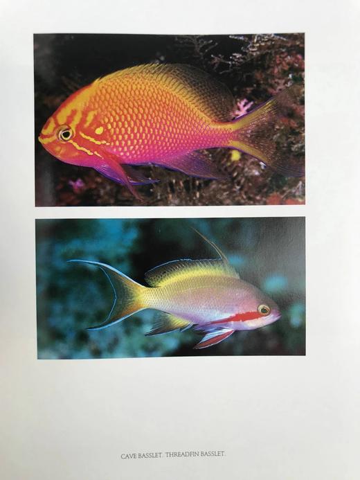 珊瑚礁：大自然最富饶的王国 300余幅彩色插图 精装大16开 商品图8