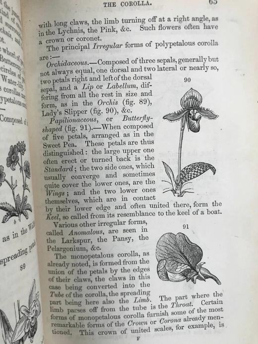 1865年 植物学原理 百余幅插图 漆布精装36开 商品图9