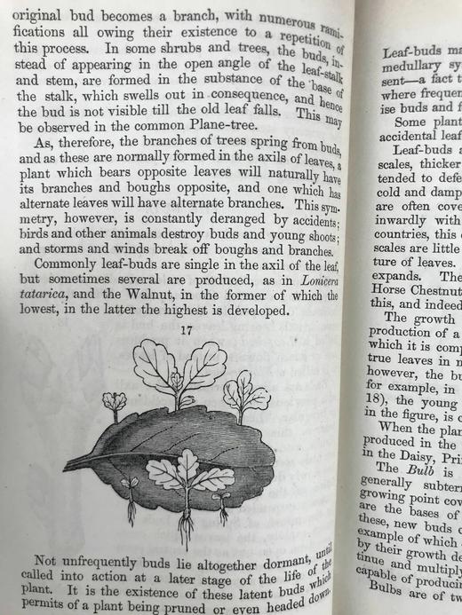 1865年 植物学原理 百余幅插图 漆布精装36开 商品图14