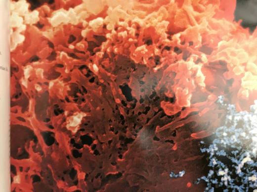 地外生命 约200余幅插图 精装16开 商品图14