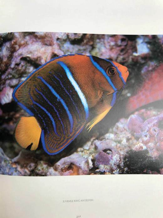 珊瑚礁：大自然最富饶的王国 300余幅彩色插图 精装大16开 商品图7