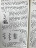 1865年 植物学原理 百余幅插图 漆布精装36开 商品缩略图11
