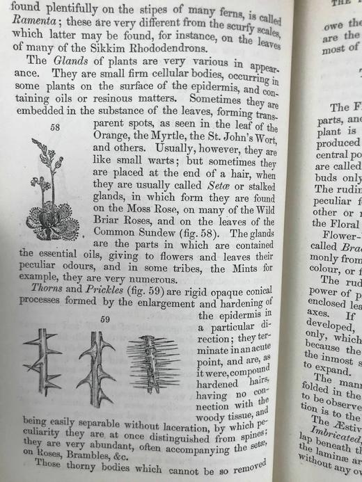 1865年 植物学原理 百余幅插图 漆布精装36开 商品图11