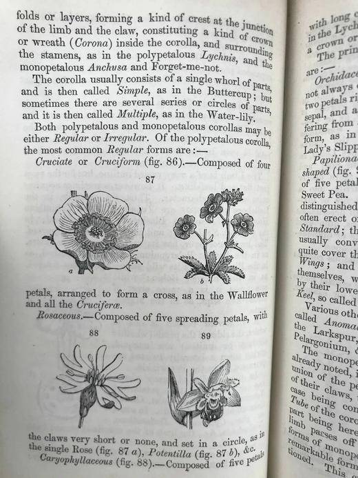 1865年 植物学原理 百余幅插图 漆布精装36开 商品图8