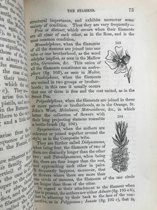 1865年 植物学原理 百余幅插图 漆布精装36开 商品图7
