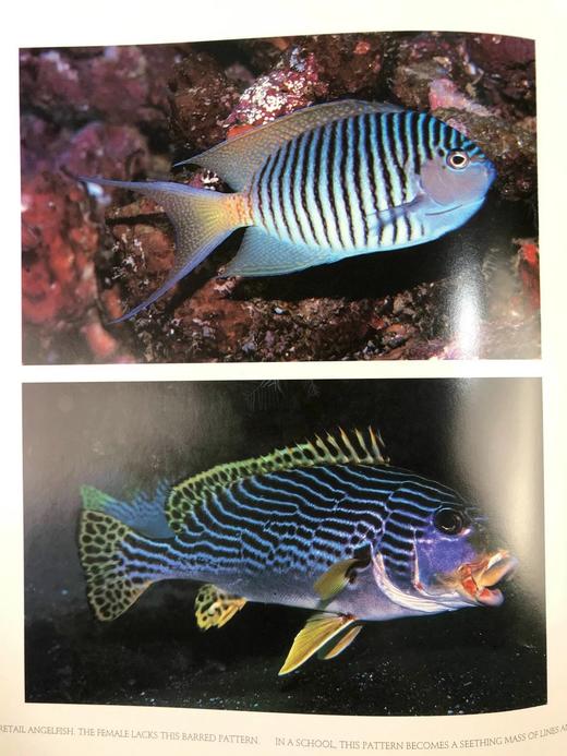 珊瑚礁：大自然最富饶的王国 300余幅彩色插图 精装大16开 商品图10