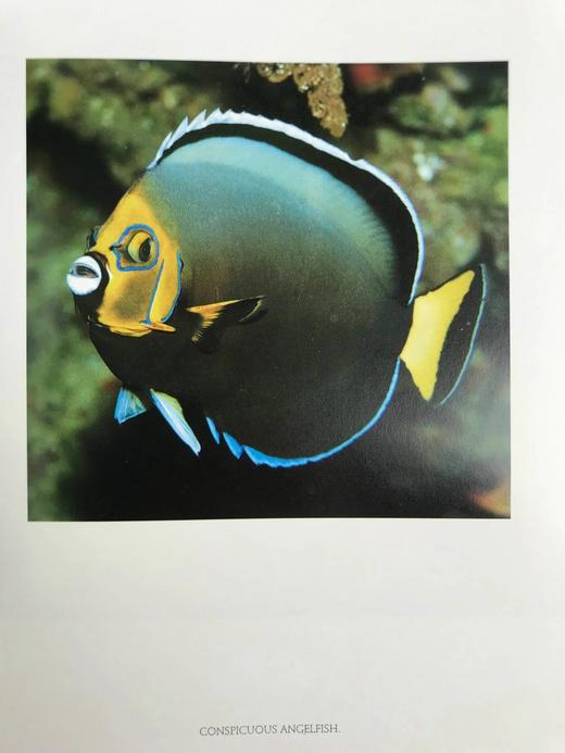 珊瑚礁：大自然最富饶的王国 300余幅彩色插图 精装大16开 商品图9