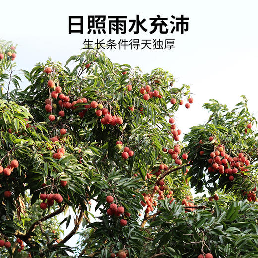 从化荔枝10斤/箱（蛋糕券价）【顺丰冷链，运费自理】 商品图4