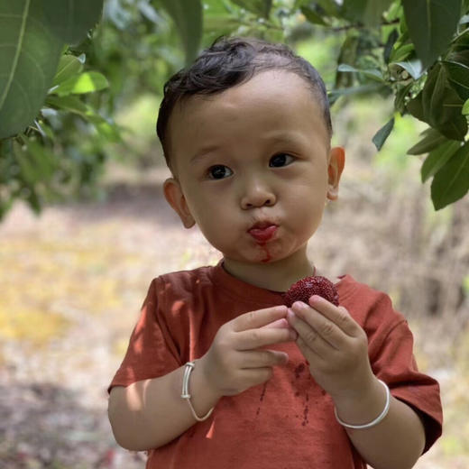 正宗浙江仙居杨梅，花期果期不撒农药，用杀虫灯等物理方式治疗病虫害，老人小孩孕妇放心食用！汁水足，甜度高，锁鲜包装，1.5斤/盒 商品图1