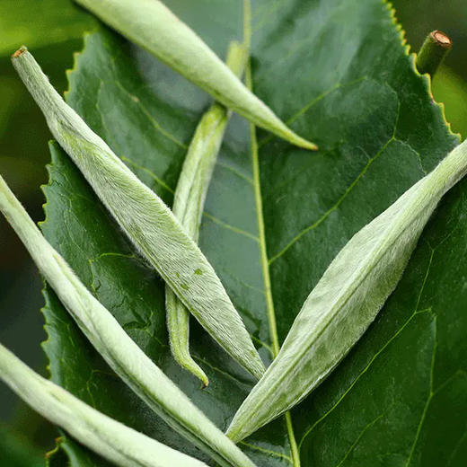 2018年头波春茶 吉顺号云南普洱茶银芽生饼357g/饼 商品图4