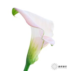 丽江马蹄莲 | 甜蜜【轻微压伤不售后，介意慎拍】