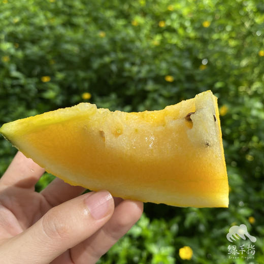 生态梨花沟西瓜  | 合作生产 *  Ecological Watermelon | Coproduction 商品图3