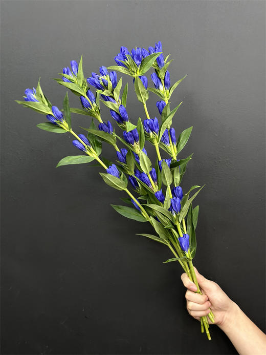 日本进口蓝色龙胆鲜花5支 商品图3