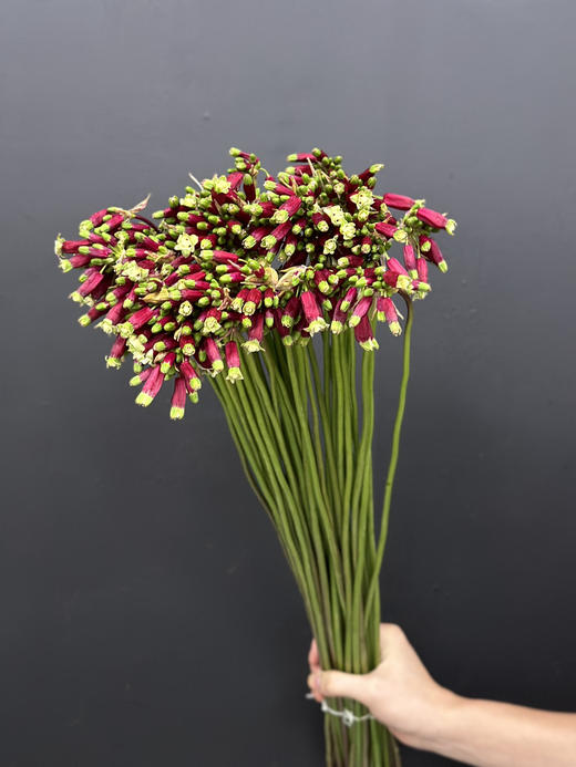 荷兰进口各色紫灯花10支花期长 商品图1