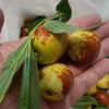 陕西大荔奶油冬枣 脆甜枣 家庭装2斤/4斤 商品缩略图4