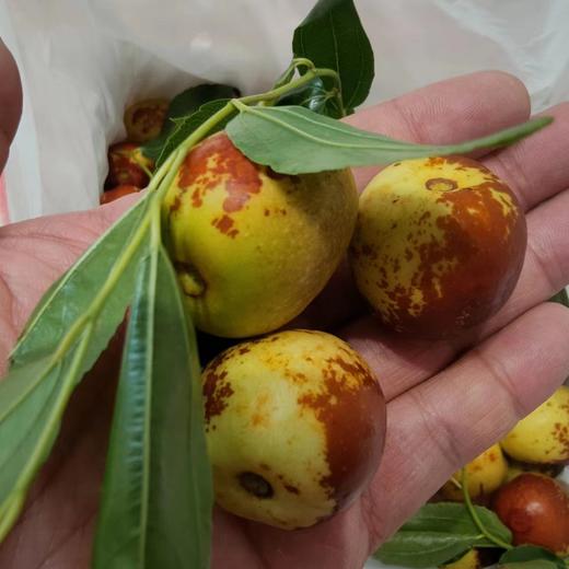 陕西大荔奶油冬枣 脆甜枣 家庭装2斤/4斤 商品图4