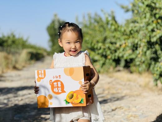 新疆阿克苏小红杏 应季新鲜水果 | 仅15天的尝鲜期，错过等明年 商品图4