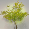 【家中小森林.绿色千层金】一束约1-3支/份 长约70-80cm 商品缩略图0