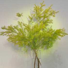 【家中小森林.绿色千层金】一束约1-3支/份 长约70-80cm