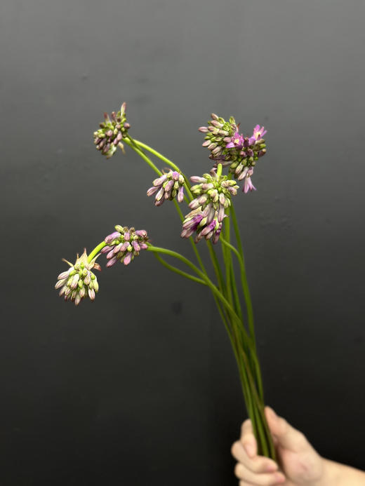 荷兰进口各色紫灯花10支花期长 商品图4