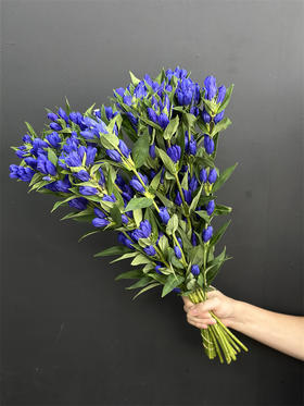 日本进口蓝色龙胆鲜花5支