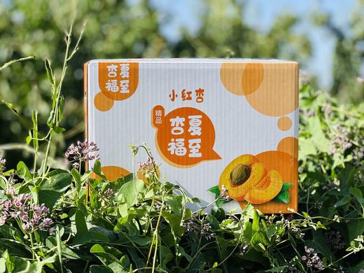 新疆阿克苏小红杏 应季新鲜水果 | 仅15天的尝鲜期，错过等明年 商品图5