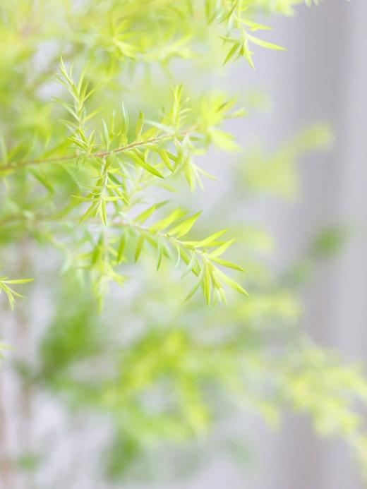 【家中小森林.绿色千层金】一束约1-3支/份 长约70-80cm 商品图4