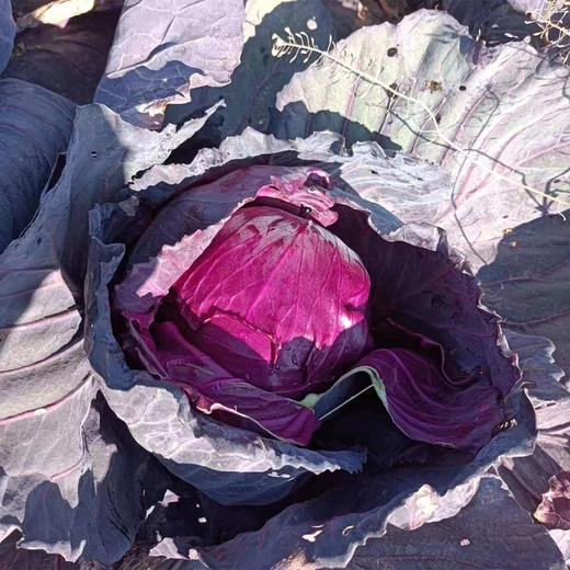 有机紫甘蓝礼盒（2颗/约2.4斤装）（云南） 商品图4
