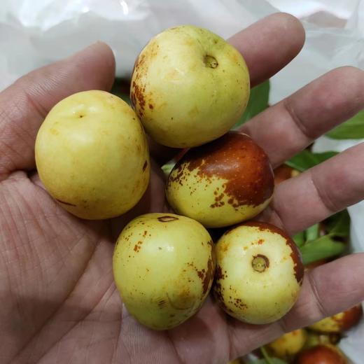 陕西大荔奶油冬枣 脆甜枣 家庭装2斤/4斤 商品图3