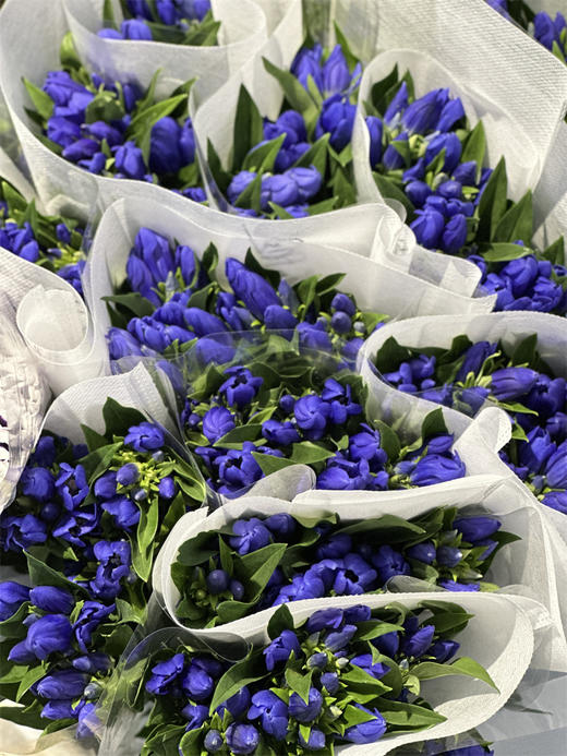 日本进口蓝色龙胆鲜花5支 商品图6