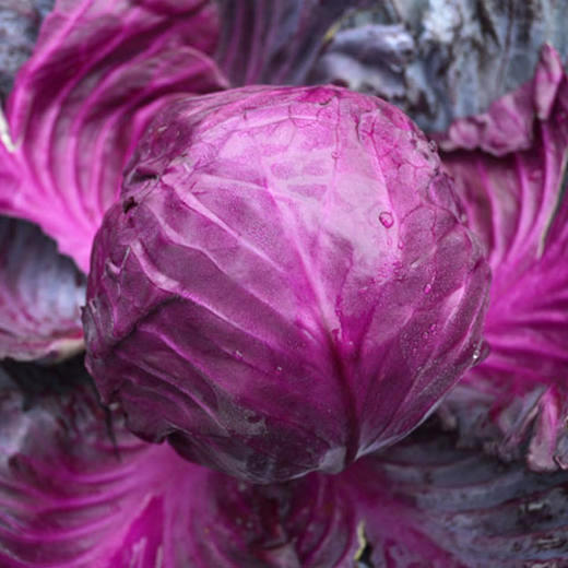 有机紫甘蓝礼盒（2颗/约2.4斤装）（云南） 商品图0