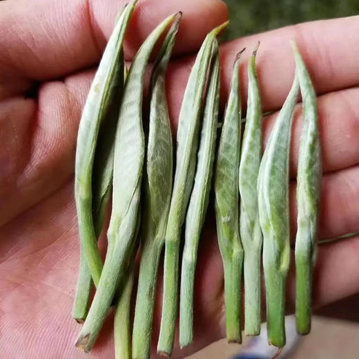 2018年头波春茶 吉顺号云南普洱茶银芽生饼357g/饼 商品图5