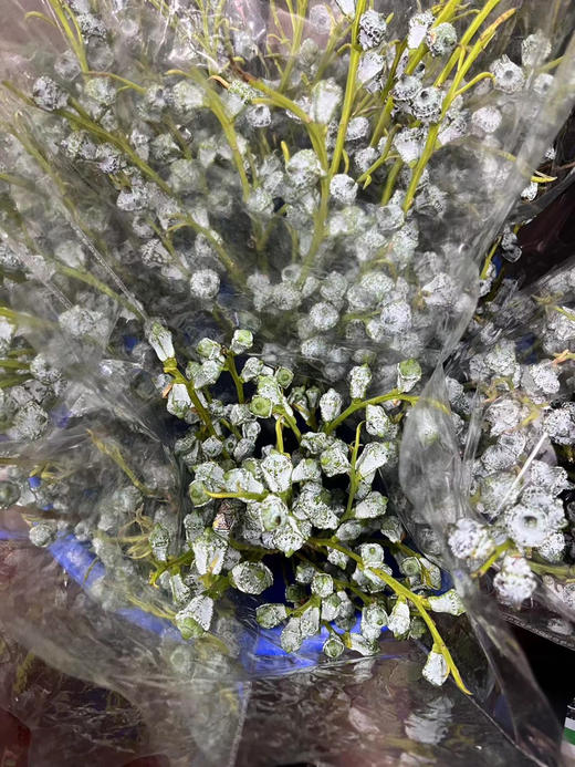 尤加利果，【可做干花】扎 商品图7