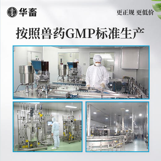 【社群专享】华畜三黄散250g 国标含量 选用上乘中药材 清热解毒烂鳃肠炎 商品图2