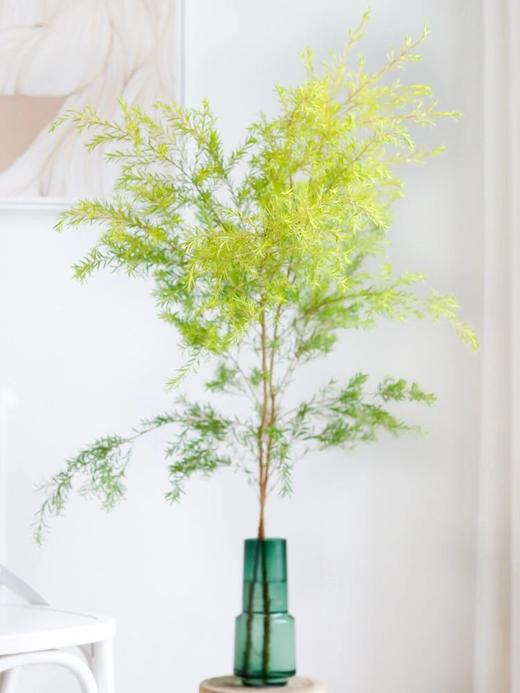 【家中小森林.绿色千层金】一束约1-3支/份 长约70-80cm 商品图1