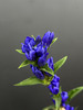 日本进口蓝色龙胆鲜花5支 商品缩略图5