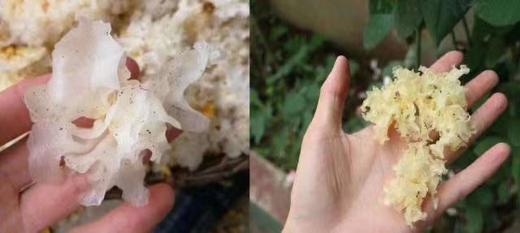 神农架原森堂野生银耳-家庭款150g/野生银耳组合装75g/椴木银耳-简易装 商品图6