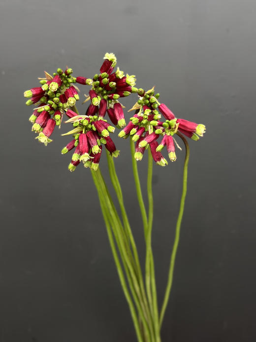 荷兰进口各色紫灯花10支花期长 商品图5