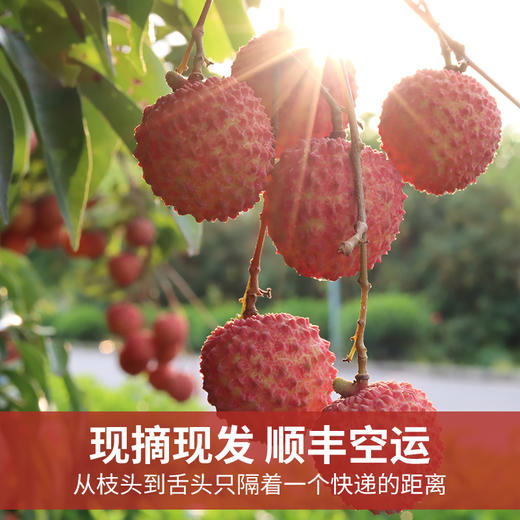 从化荔枝10斤/箱（蛋糕券价）【顺丰冷链，运费自理】 商品图2