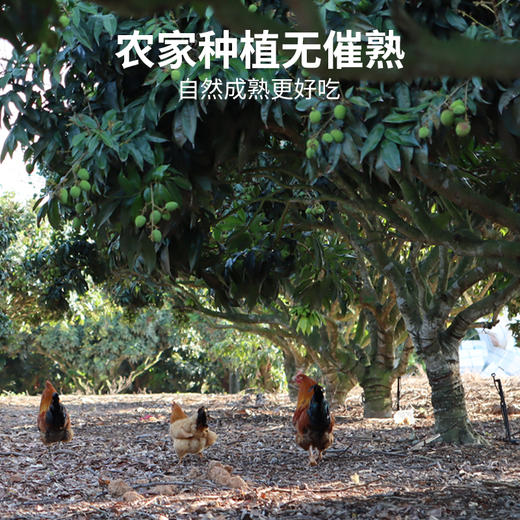 从化荔枝10斤/箱（蛋糕券价）【顺丰冷链，运费自理】 商品图3