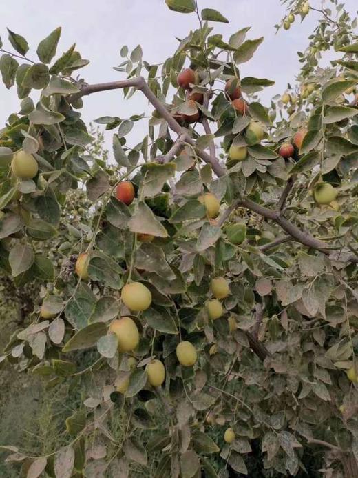 神农架自然农法冬吊枣（二级）400g 商品图3