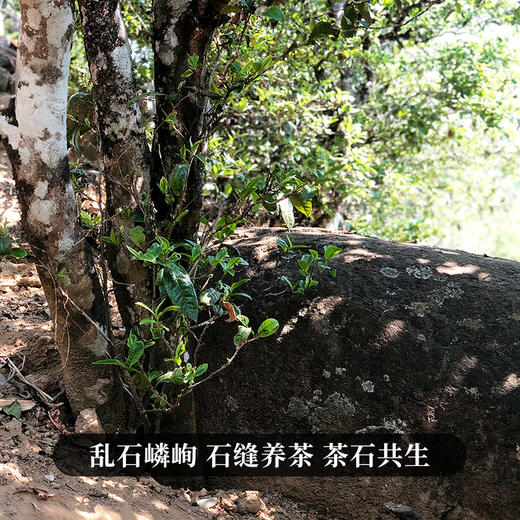 【龙团贡茶—那罕】云南普洱茶生茶团茶礼盒装与茶农强强联合良心好茶500g/团 商品图8