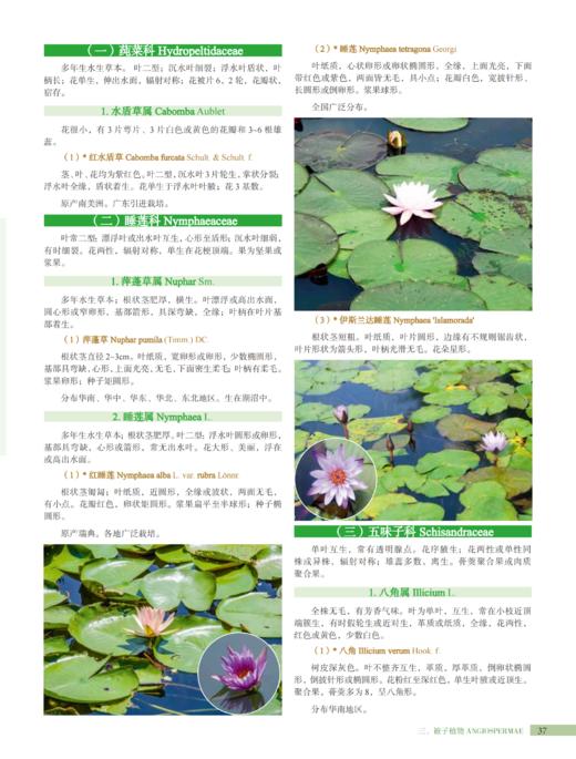 广东恩平植物 2037 商品图10