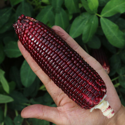 农家新鲜现摘黑甜糯玉米 含花青素  紫玉米  黑棒子 3斤/5斤 商品图4