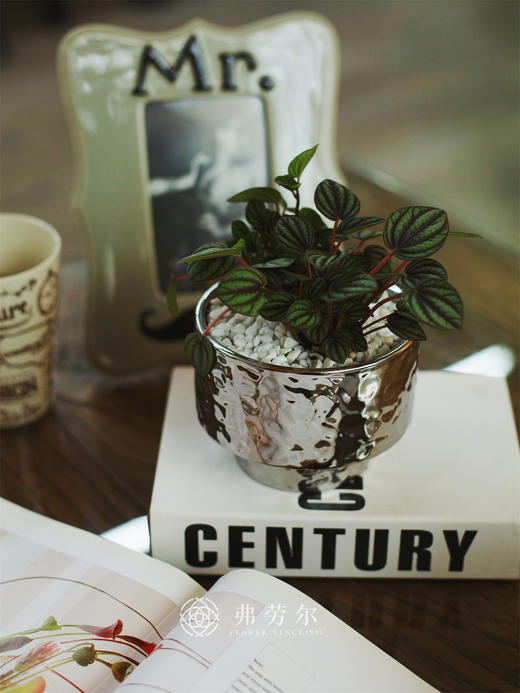 孔雀椒草 商品图2