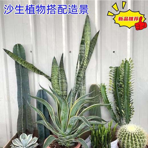 【绿植组合】热带景观-量天尺龙舌兰仙人掌组合耐旱耐晒沙生植物公司商场大型盆栽摆放送货上门 商品图10